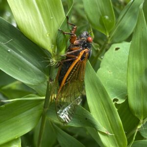 photo Brood X - Taken at Kinder Park on June 13, 2021 by N. Bates