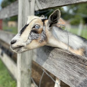photo G.O.A.T. - Taken at Kinder Park on June 13, 2021 by N. Bates