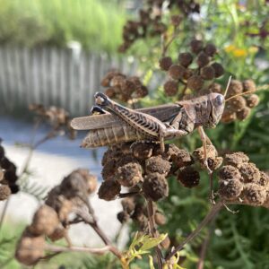 photo Hopper - Taken at Kinder Park on September 6, 2021 by N. Bates