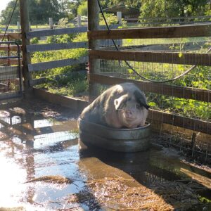 photo Cooling Off - Taken at Kinder Park on September 6, 2021 by N. Bates