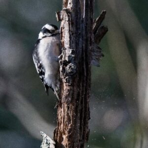 photo Let the Chips Fall Where They May - Taken to the west of the Disc Golf Course by the River Birch Pavilion on December 23, 2021 by Chris Augelli
