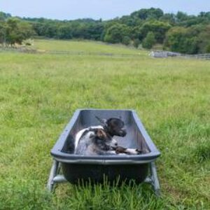 photo Say (Goat) Cheese - Taken in the Farm’s main pasture on September 5, 2021 by Chris Augelli