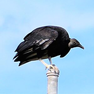 photo Fowl Ball! - Taken at the larger baseball field looking down the left field foul line, on August 31, 2021 by Bob Engh