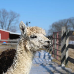 photo Dressed for Winter - Taken in the barnyard area on February 21, 2021 by Bob Engh