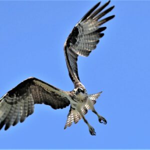 photo On Final-Gear Down! - Taken on July 4, 2021 by Bob Engh