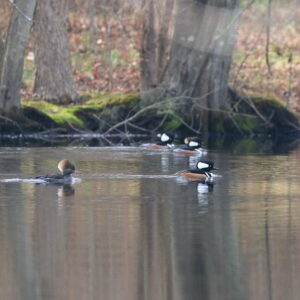 photo Mergansers on Cattail - Taken at Cattail Pond on December 29, 2021 by Aaron Hedetniemi