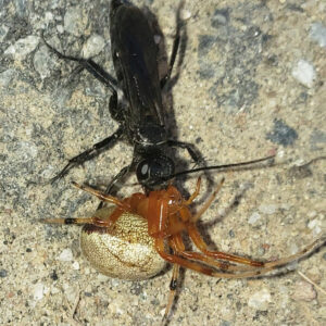 photo Pompilid's Prey - Taken on the Wildflower Trail, near the southernmost parking lot on October 11, 2021 by Shane Windsor