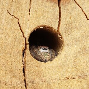 photo Jumping Spider - Taken on the bee wall on April 13, 2021 by Shane Windsor