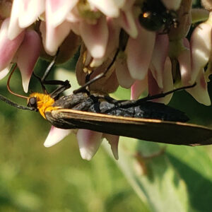 photo Scape Moth - Taken on flower past bee wall on July 11, 2021 by Shane Windsor