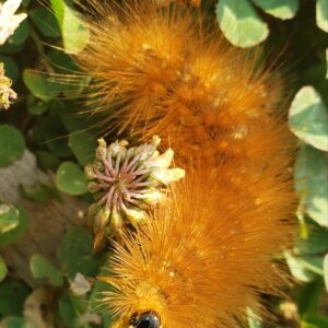 photo Orange Fellow - Taken on the Wildflower Trail on July 11, 2021 by Shane Windsor