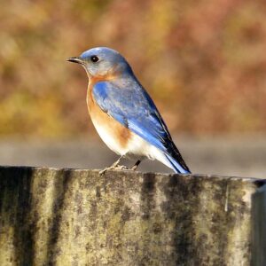 photo I'm Cute and I Know It! - Taken on pasture fence near the end of trails on December 5, 2021 by Diane Price
