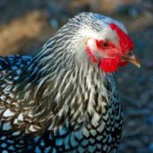 photo Chicken in Pen - Taken at the chicken pen on November 8, 2021 by Lauren Smith