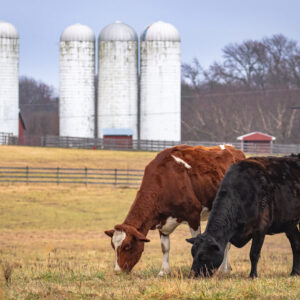 photo Lunch Date - Taken near Blackberry Trail on December 31, 2021 by Liz Guertin