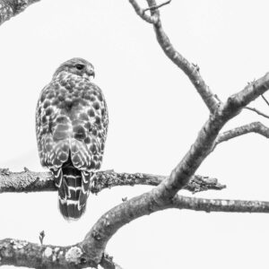 photo The Hawk Out Back - Taken near the River Birch Pavilion on December 30, 2021.  I saw this red-shouldered hawk four times near the River Birch Pavilion. I think it likes to have its picture taken! by Liz Guertin