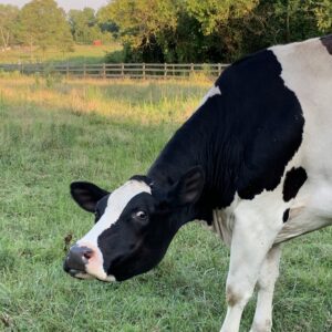 photo The Majestic Cow - Taken on August 2, 2021 by Lisa Angyelof