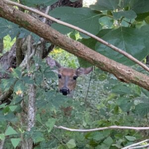 photo Hidden Deer - Taken on the Kinder Trail on August 4, 2021 by Lisa Angyelof