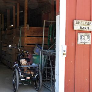 photo Along for the Ride - My dog Ida Mae rides along on my electric tricycle on May 15, 2021 by Kelly M. Hilton