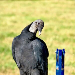 photo Vulture in Field - Taken in field behind the goat/pig barn near a water pump on November 8 2021 by Lauren Smith