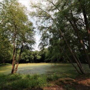 photo Mystical Bunks Pond - The majority of the times that I go to Kinder Farm Park, I seem to end up at this mystical spot. You can stand at different view points on Bunks Pond and see totally different aspects of the pond. This shot was taken on July 19, 2021. While this one shows an outstanding but calm oasis, other shots show otherwise. Take a walk around the pond in the summer and you'll see it's probably the most populated spot in the park. by Mirjam Spaar