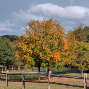 photo First Color of Fall - Taken across from the playground on October 7, 2021 by Mary Gallo