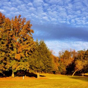 photo Clear Your Mind, Watch the Sky! - Taken at sunset of trees across from the playground on October 30, 2021 by Diane Price