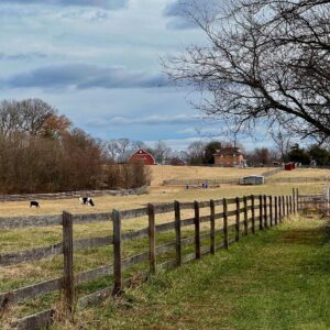 photo Grazing in the Pasture - Taken from the lower pasture looking toward the Kinder farmhouse on December 19, 2021 by Lauren Smith