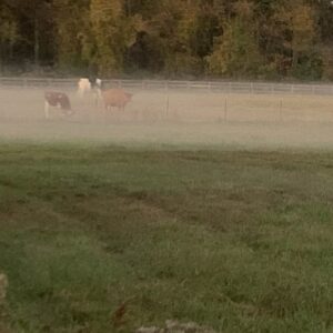 photo Kinder Fog - Taken on October 14, 2021 by Lisa Angyelof