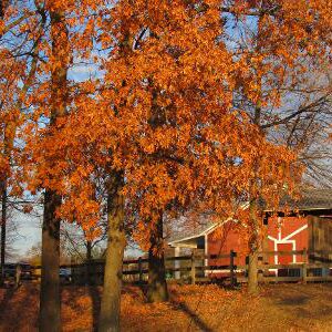 photo Beauty of Autumn - Taken as the setting sun was shinning on a tree outside the Visitors Center on December 2, 2021 by Karen Schoenhaar