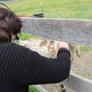photo Meeting Goats - Taken on May 11, 2021 by Holly Glorioso