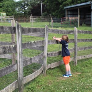 photo Budding Photographer - My son was taking a picture of a farm animal to show his mom.  Photo taken on June 21, 2021 by Mirjam Spaar