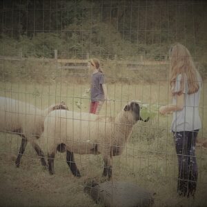 photo Friends Come in All Sheeps and Sizes - Taken in back pasture on October 10, 2021 by Liane Sayers