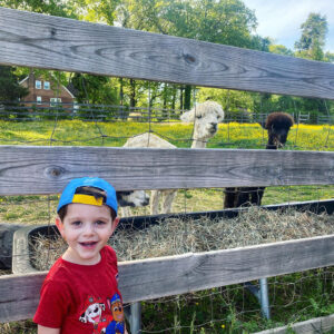 photo Alpaca Smile - Taken in June 2021 by Jesse Thieme