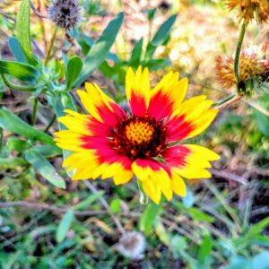 photo Sunny - Taken in the garden beds on October 27, 2021 by Zoey Sowles