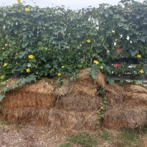 photo Sponge Gourd and Straw in the Sunshine - Taken at the Kinder Park Garden on October 10, 2021 by Cailin Sayers
