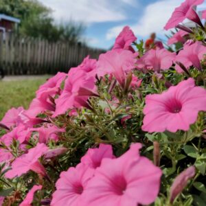 photo Summer Pink Petunias - Taken near farmhouse on October 7, 2021 by Enzo Cusate