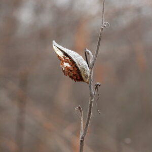 photo End of Season - Taken at the Cattail Pond on December 29, 2021 by Violet Hedetniemi