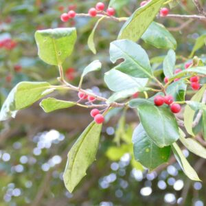 photo Tree of Holly - Taken near farmhouse on December 28, 2021 by Clara Steiner