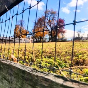 photo Fenced In - Taken on November 21, 2021 by Enzo Cusate