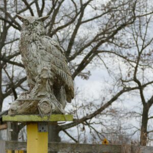 photo Garden Guardian - Taken at the Community Gardens on December 28, 2021 by Clara Steiner