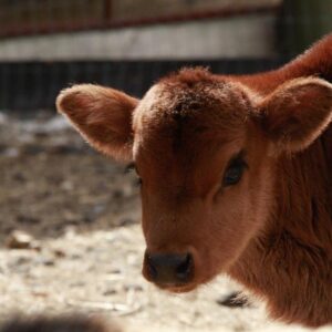 photo Breathe Taking Calf - Taken on March 13, 2022 by Tyler Woodruff