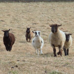 photo The Kinder Park Boys are Back in Town - Taken at Kinder Farm Park at the 4-H sheep field on January 22, 2022 by James Yanchulis