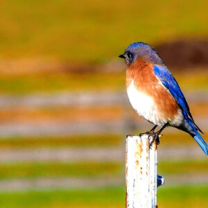 photo Bluebird of Happiness - Taken by the large field behind the farmhouse on October 22, 2022 by Tony Reese
