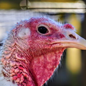 photo Dinosaur Descendant - Taken at the Poultry Palace near the farmhouse on October 22, 2022 by Tony Reese