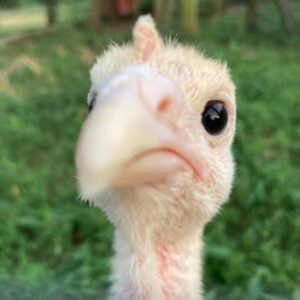 photo Wha'choo talkin' 'bout, Willis? - Taken of a 4H Turkey at Kinder Farm Park on July 26, 2022 by Kristine Mase