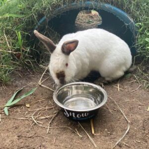 photo Snow White - Taken in the Farm Livestock and Education Program’s Bunny House on July 26, 2022 by Kristine Mase