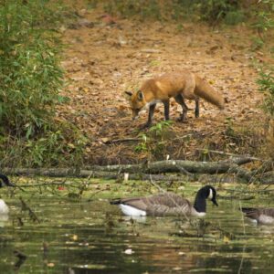 photo Fur & Feathers - Taken at Bunk’s Pond on October 23, 2022 by Dominic "Mickie" Vigneri