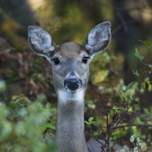 photo Inquisitive Doe - Taken on the Blackberry Trail October 9, 2022 by Dominic "Mickie" Vigneri