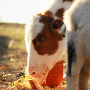 photo Pumpkins at the Farm - Taken of new baby calf eating pumpkin on December 1, 2022 by Tyler Woodruff