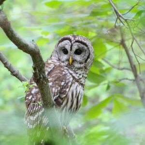 photo What was That? - Taken on the Blackberry Trail on May 23, 2022 by Violet Hedetniemi