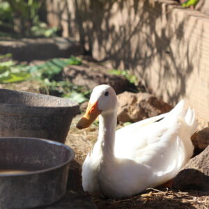 photo I'm beautiful and I know it! - Taken at the Indiana Runner Duck pen on October 6, 2022 by Violet Hedetniemi